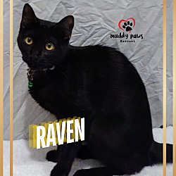 Thumbnail photo of Raven #4