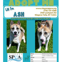 adopt a pet