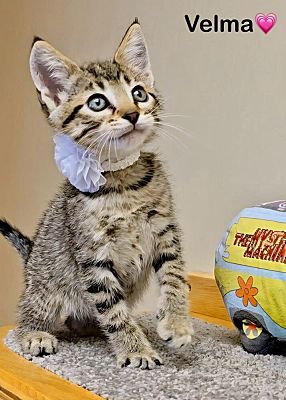 Peoria, IL Domestic Shorthair. Meet Velma B. a Pet for Adoption