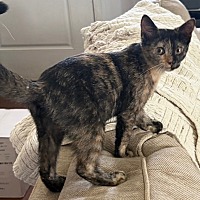 JULIA - Domestic Shorthair available for adoption