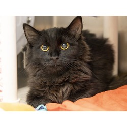 Phoenix, AZ - Domestic Longhair. Meet ELSPETH a Pet for Adoption ...