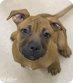 pinscher stafford mix