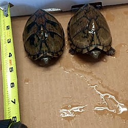 Thumbnail photo of Razorback Musk Turtles #3