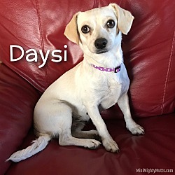 Thumbnail photo of Daysi #2