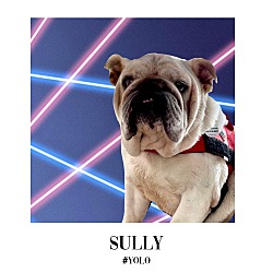 Thumbnail photo of Sully #1