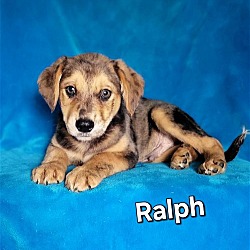 Thumbnail photo of Ralph #1