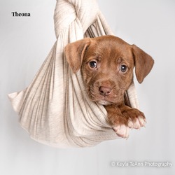 Thumbnail photo of Theona #1