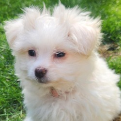 Thumbnail photo of Luna the  Teddy Pom #3