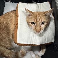adopt a pet