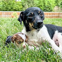 adopt a pet