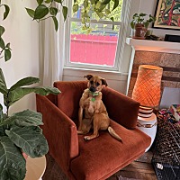 adopt a pet