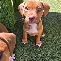 adopt a pet