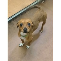 adopt-pet