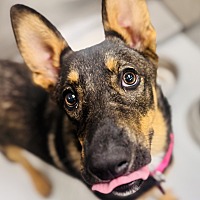 adopt a pet