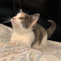 Photo of CHANEL DILUTE CALICO