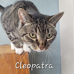 Thumbnail photo of Cleopatra #4