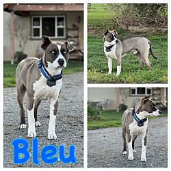 Photo of Bleu