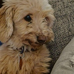 Thumbnail photo of Holly AND Boo - BONDED POODLE & DOXIE-CHIHUAHUA #2