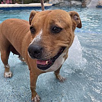 adopt a pet