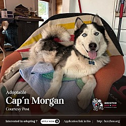 Thumbnail photo of Cap'n Morgan #1