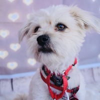 adopt-pet