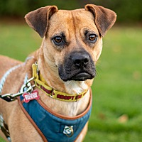 adopt-pet