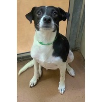 adopt-pet