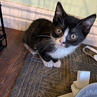 adopt a pet