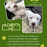 adopt a pet