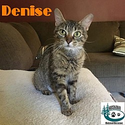 Thumbnail photo of Denise - Adopted Sept 2017 #1
