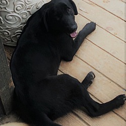 Thumbnail photo of Lucy - beautiful lab #4