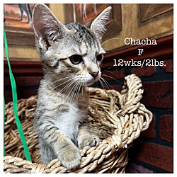 Photo of ChaCha