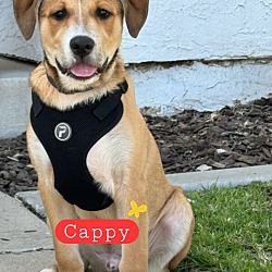 Photo of Cappy