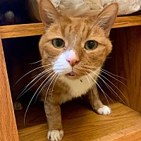 adopt a pet