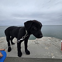 adopt-pet