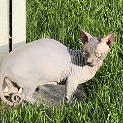 Sphynx Cat Adopt: Ultimate Guide to Loving Hairless Companions