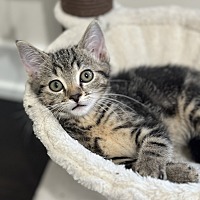 CODY (BONDED TO COLBY) - Domestic Shorthair available for adoption