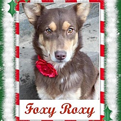 Photo of Foxy Roxy ~ Funny Girl!