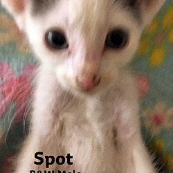 Thumbnail photo of Spot #4