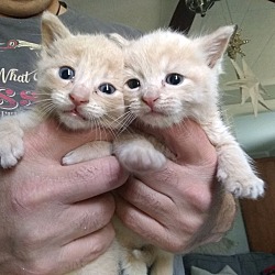 Photo of Cheddar and Marmalade