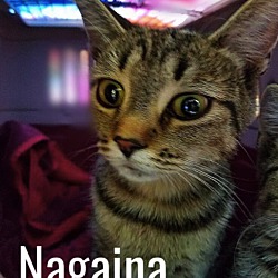 Thumbnail photo of Nagaina #1