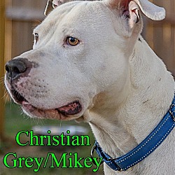 Thumbnail photo of Christian Grey/Mikey #3