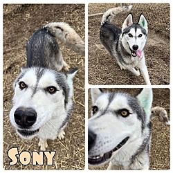 Photo of Sony - SPONSORED