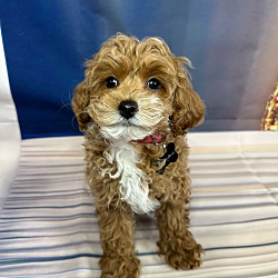 Cavapoo Puppies and Dogs in Malverne, NY - Buy or Adopt