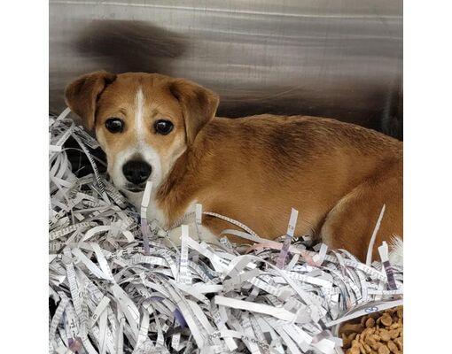 Anchorage, AK - Beagle. Meet DITTO a Pet for Adoption - AdoptaPet.com