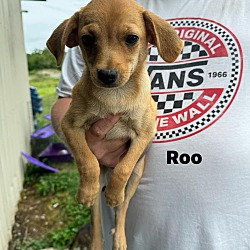 Thumbnail photo of Roo #1 #4