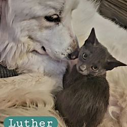 Thumbnail photo of Luther - Umbrella Academy Litter #2