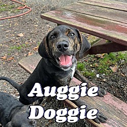 Thumbnail photo of Auggie Doggie #1