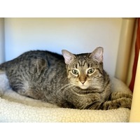 adopt-pet