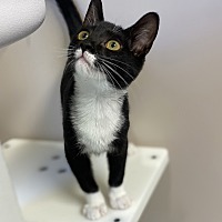 adopt a pet